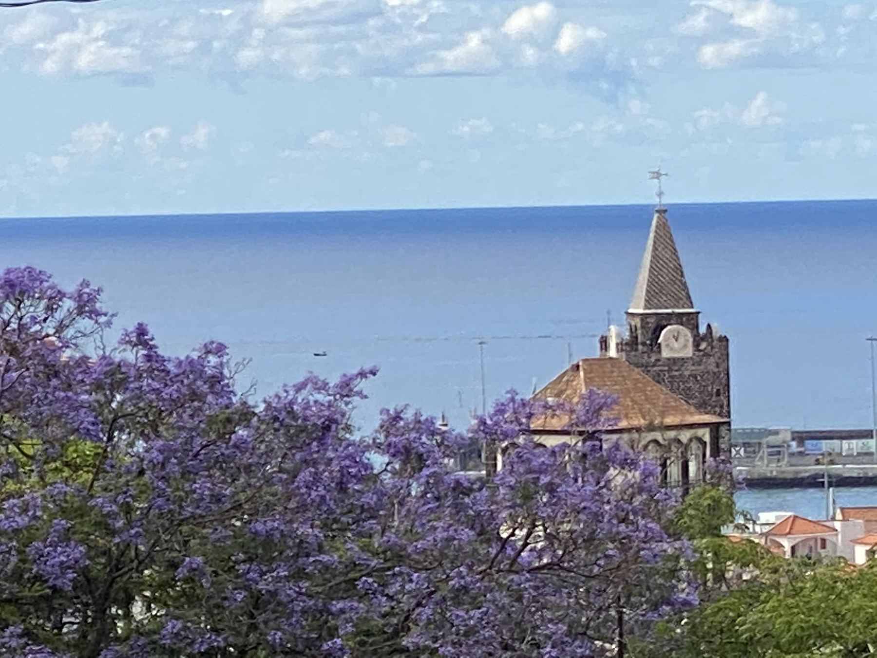 Blick über Funchal mit blühenden Jacaranda-Bäumen und der Kirche der Altstadt