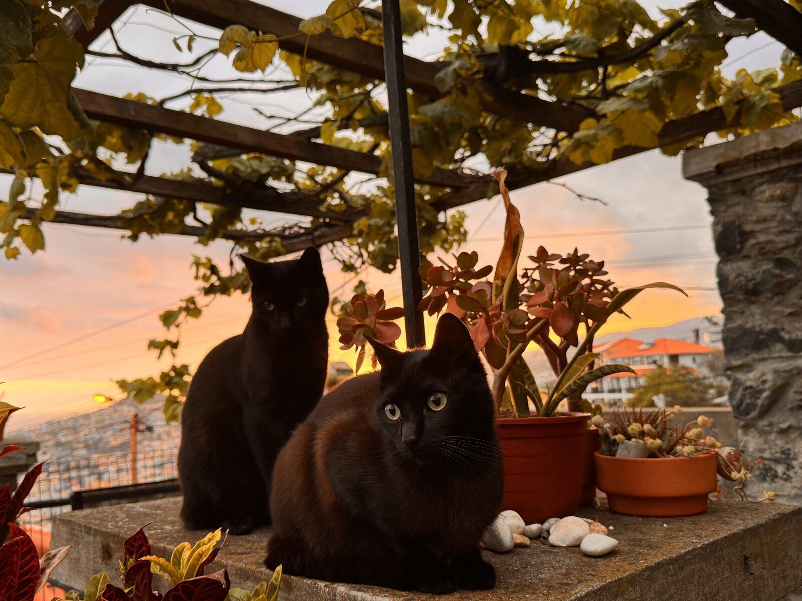 Unsere beiden Kater Momo und Silver auf der Terrasse bei Sonnenuntergang
