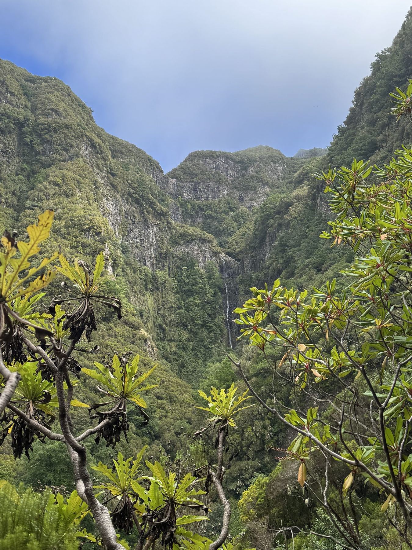 Levada-Weg mit blühenden Agapanthus-Blüten